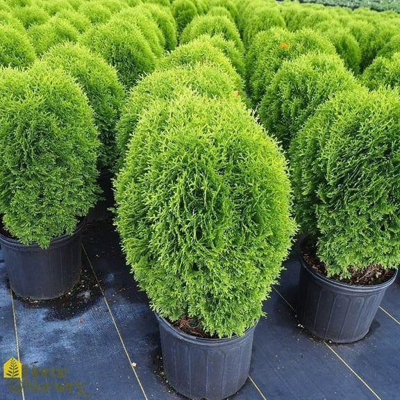 Little Giant American Arborvitae-Dense Foliage-Perfect for Urban Landscapes  1 Gallon