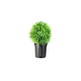 thumbnail image 1 of Little Giant Arborvitae  1 Live Gallon Size Plant  Dwarf Evergreen Shrub, Perfect for Landscaping & Privacy, Low Maintenance, Hardy & Drought Tolerant, 1 of 7