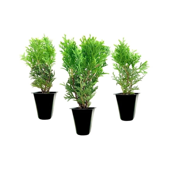Little Giant Arborvitae | 3 Live Plants | Dwarf Evergreen Shrub, Perfect for Landscaping & Privacy, Low Maintenance, Hardy & Drought Tolerant