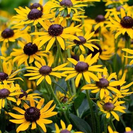 Little Goldstar Rudbeckia Flower Root - Blooms All Summer - Attracts Butterflies and Hummingbirds - Great for Borders - Good as Cut Flowers - Perennializing
