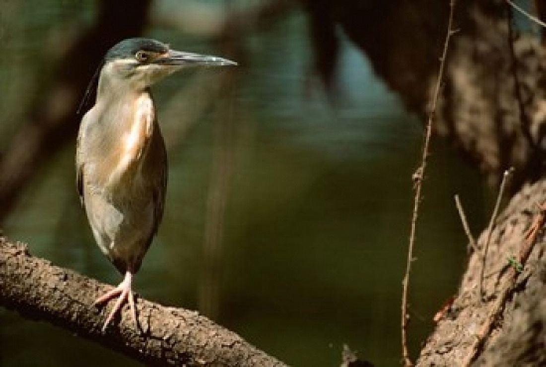 Little Heron in Bandhavgarh National Park India Canvas Art - Dee Ann Pederson DanitaDelimont (18 x 24)