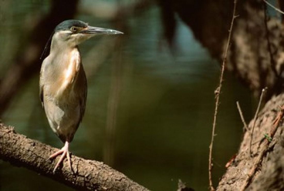 Little Heron in Bandhavgarh National Park India Canvas Art - Dee Ann Pederson DanitaDelimont (25 x 36)
