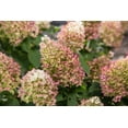 thumbnail image 1 of Little Hottie® Panicle Hydrangea, 1 of 2