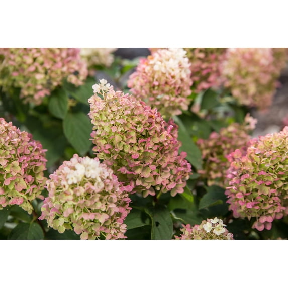 Little Hottie® Panicle Hydrangea