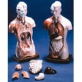 thumbnail image 1 of Budget Little Joe Torso Anatomical Model, 1 of 1