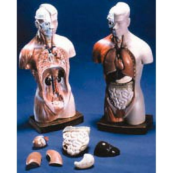 Budget Little Joe Torso Anatomical Model