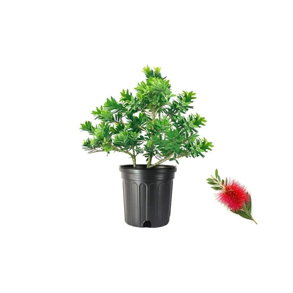 Little John Dwarf Bottlebrush 1 Large Gallon Size Plant Callistemon Compact Heavy Blooming Shrub
