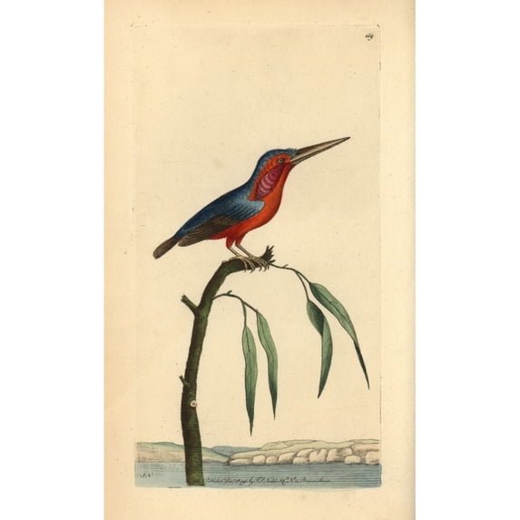 Little Kingfisher, Alcedo Pusilla Poster Print By ® Florilegius Mary Evans (18 X 24)