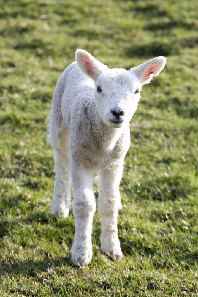 Little Lamb Canvas Art - John Short Design Pics (12 x 18)