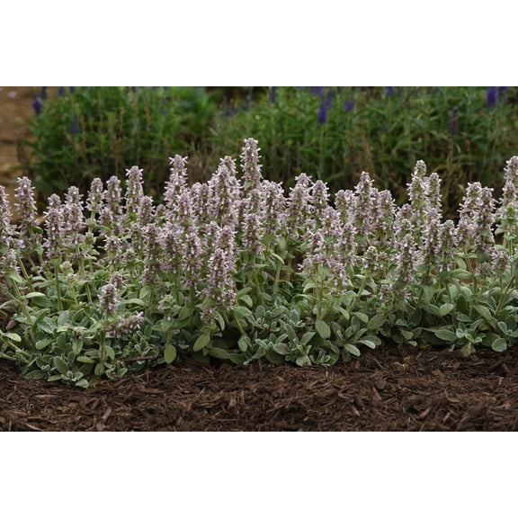 Little Lamb Stachys byzantina Perennial - Quart Pot