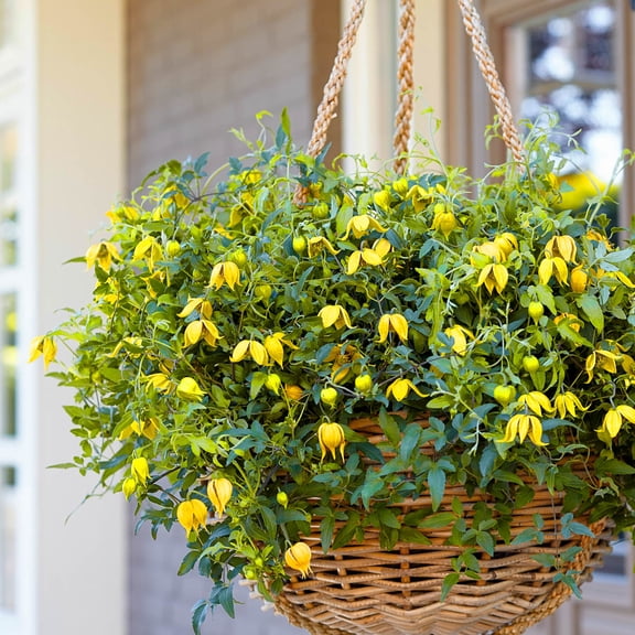 Little Lemons Clematis Vine Flowering Perennial Starter Plant, Grown in a 4 inch pot, 1 plant per offer