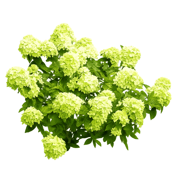 Little Lime Hydrangea Plant, Compact Flowering Shrub with Green and Pink Blooms