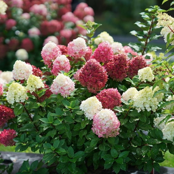 Little Lime Punch Hydrangea Panicle Hydrangea 'Little Lime Punch' Compact Deciduous Bush for Garden & Container | Non-Toxic, Pollinator-Friendly, Fragrant Flowers, Easy Care 7 Gallon