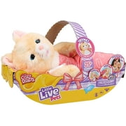 Little Live Pets Cozy Dozy Ginger The Kitty, Interactive Plush Toy 25+ Sounds and Reactions Ages 4+