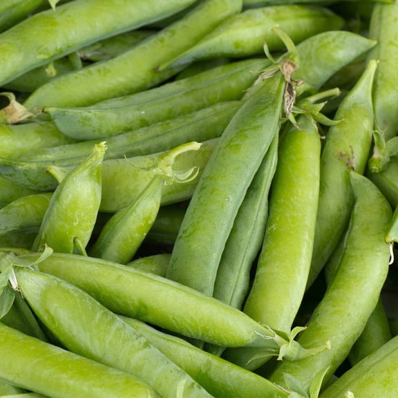 Little Marvel Pea Garden Seed - 25 Lb Bulk ~45,000 Seeds - Non-GMO, Heirloom Vegetable Gardening & Microgreens Pea Shoots Seed