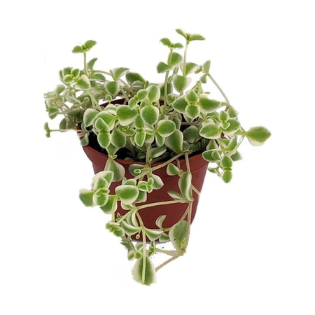 Little Missy Sedum Succulent - Hardy Indoors or Out - 2.5" Pot