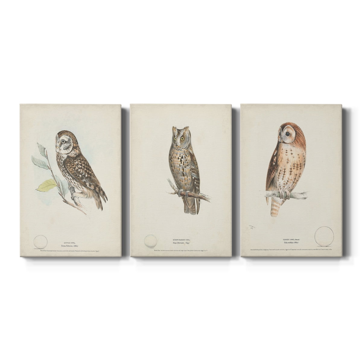 Little Owl Premium Gallery Wrapped Canvas - Ready to Hang - 8 x 12 Each