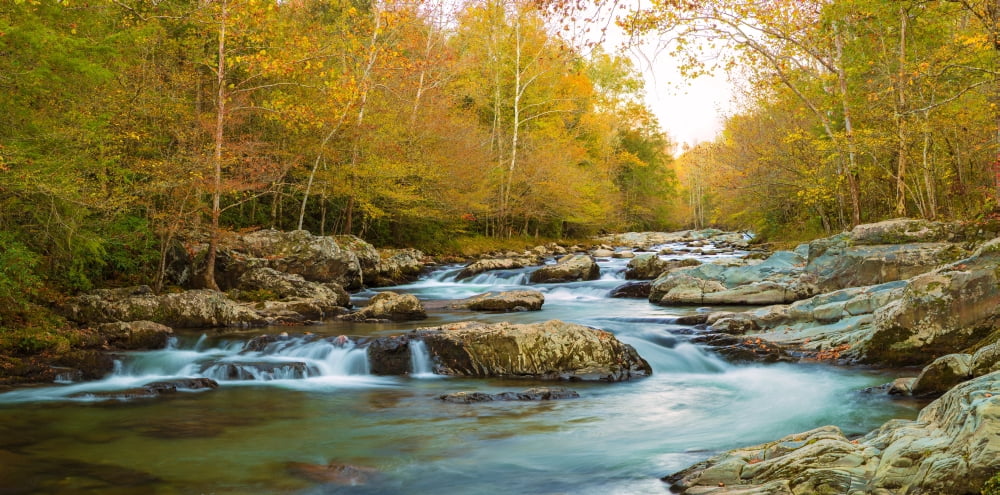 Little Pigeon River flowing through a forest Greenbrier Great Smoky Mountains National Park Tennessee USA Canvas Art - Panoramic Images (12 x 24)