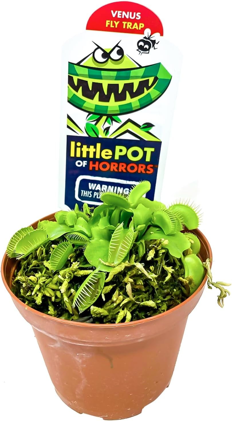 Little Pot of Horrors, Live Venus Fly Trap Live Plant, Live Venus