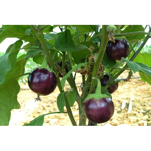 CZ Grain 20 Little Prince Eggplant Plant Seeds, Easy to Grow