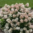 thumbnail image 1 of Little Quick Fire® Panicle Hydrangea, 1 of 3