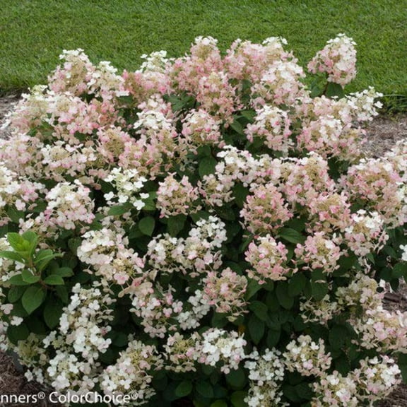 Little Quick Fire Panicle Hydrangea