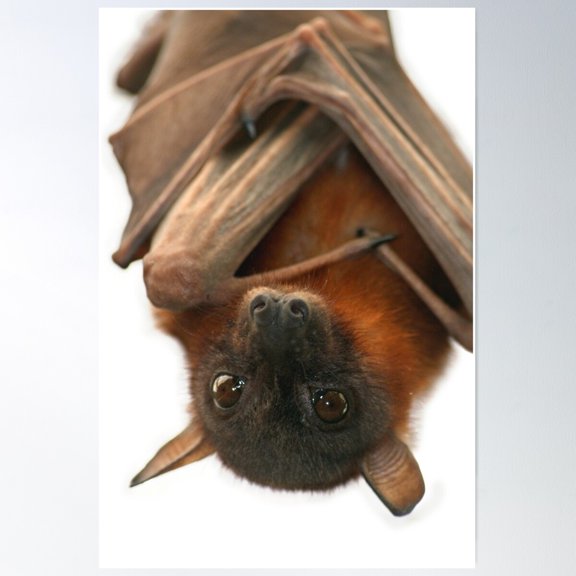 Little Red Flying Fox Hanging Out Poster Wall Art, Modern Wall Decor For Living Room Bedroom, 12x18 UNFRAMED