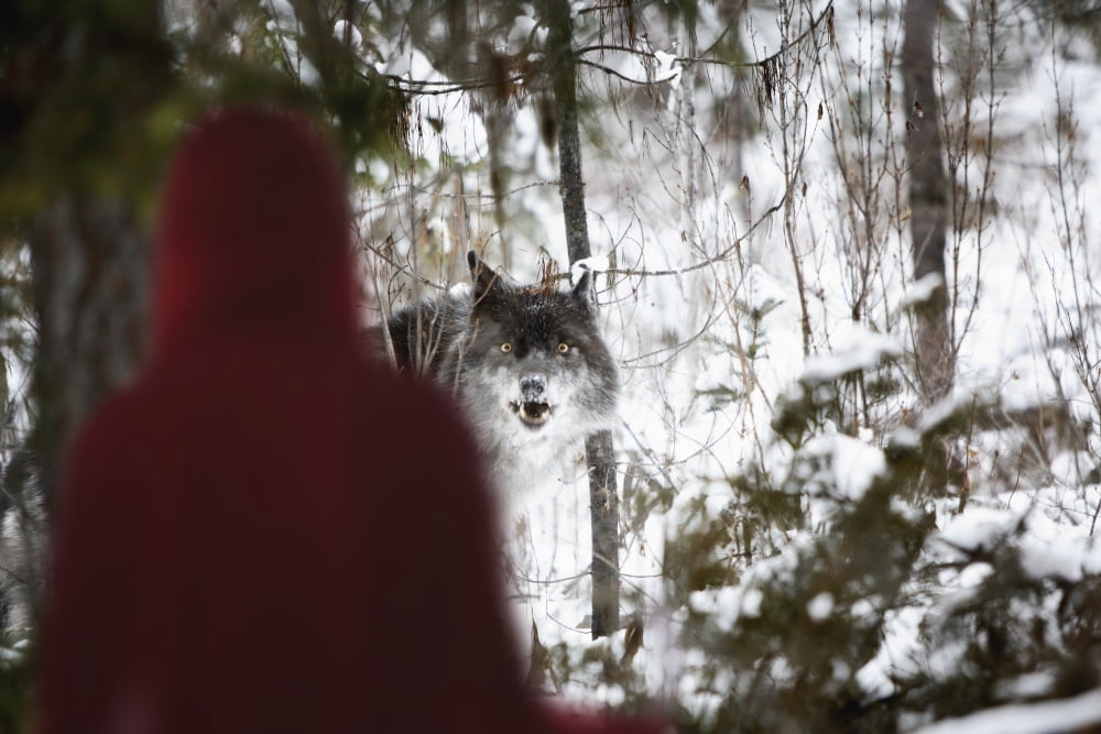Little Red Riding Hood Looking At The Big Bad Wolf Alberta Canada Canvas Art - Richard Wear Design Pics (17 x 11)