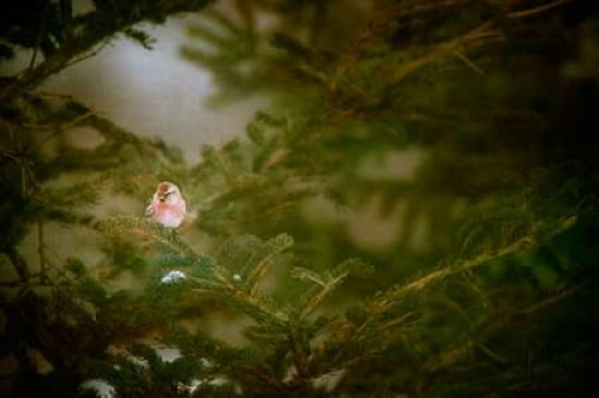 Little Redpoll Canvas Art - Roberta Murray (24 x 36)