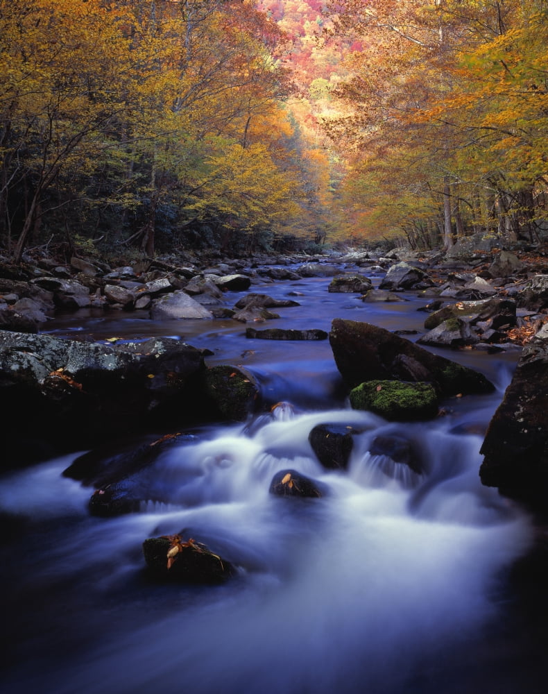 Little River Cascades And Autumn Colors Great Smoky Mountains National Park Canvas Art - Natural Selection Robert Cable Design Pics (26 x 34)