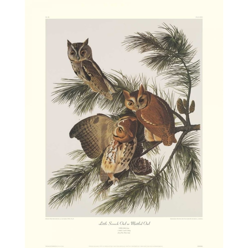 Little Screech Owl or Mottled Owl Poster Print by John James Audubon - Walmart.com