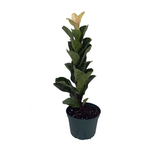 Little Sunshine Fiddleleaf Fig Tree - Ficus - 2.5" Pot - Great Indoor Tree
