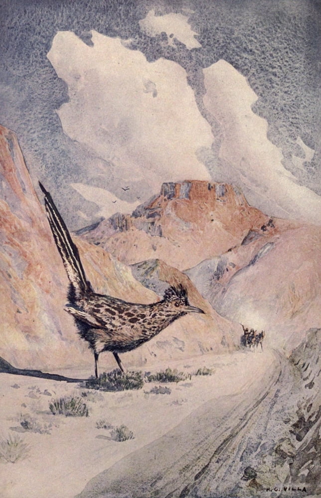Little Tales of the Desert Road Runner Canvas Art - Hernado G Villa (18 x 24)