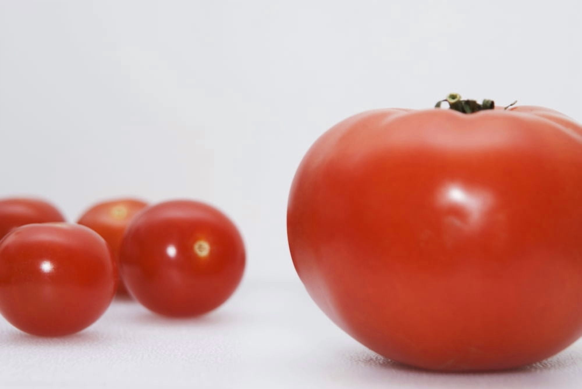 Little Tomatoes And One Big Tomato Canvas Art - Marlene Ford Design Pics (34 x 22)