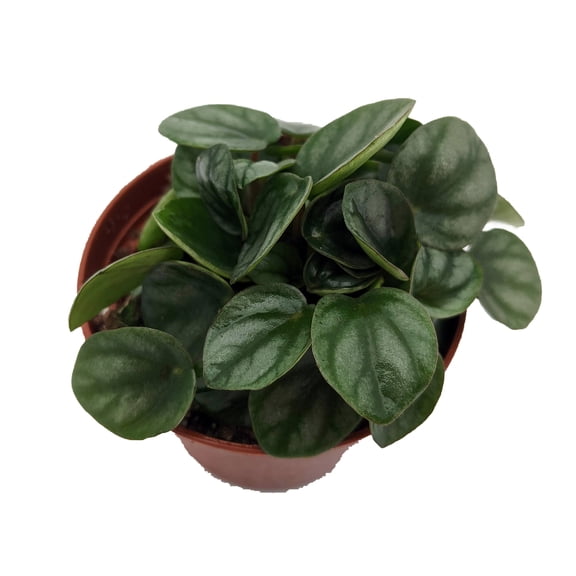 Little Toscani Peperomia Plant - 2.5" Pot