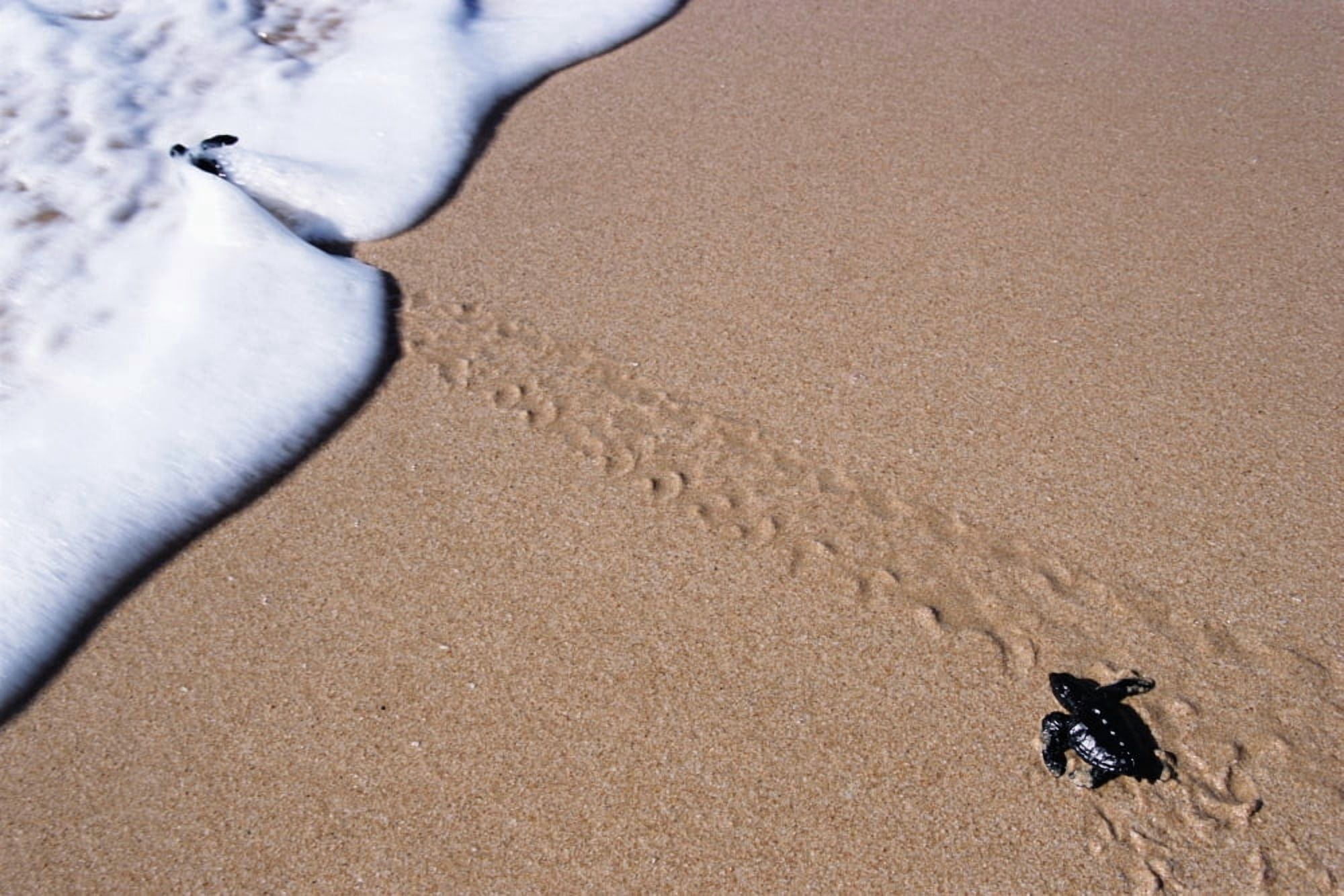 Little Turtle Walking Towards The Sea Turtle Sanctuary Canvas Art - Vicki Couchman Design Pics (38 x 24)