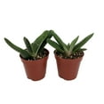 thumbnail image 1 of Little Warty Succulent Plant - Gasteria - 2 Pack 2" Pot, 1 of 2