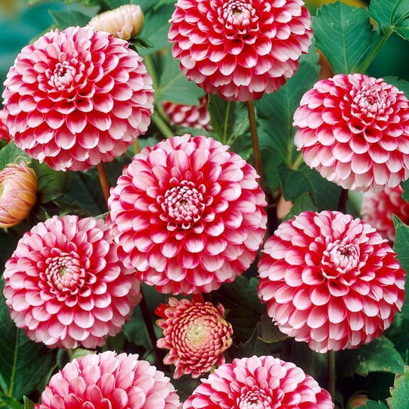 Little William Dahlia Flower Tubers - 3 Bulbs per Pack - Good as Cut Flowers - Grows Well in Containers - No Staking Required