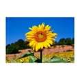 thumbnail image 1 of Little bee pollinates sunflower - Photography Nature Floral Summer Botanical Scenic Garden Unframed Wall Art Print 20 x 28 inches, 1 of 7