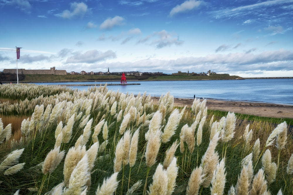 Littlehaven Bay and Herd Groyne Lighthouse South Shields Tyne and Wear England Canvas Art - John Short Design Pics (19 x 12)