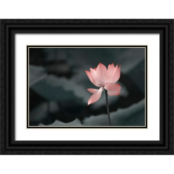 Liu, Betty 18x13 Black Ornate Wood Framed with Double Matting Museum Art Print Titled - Lotus Flower