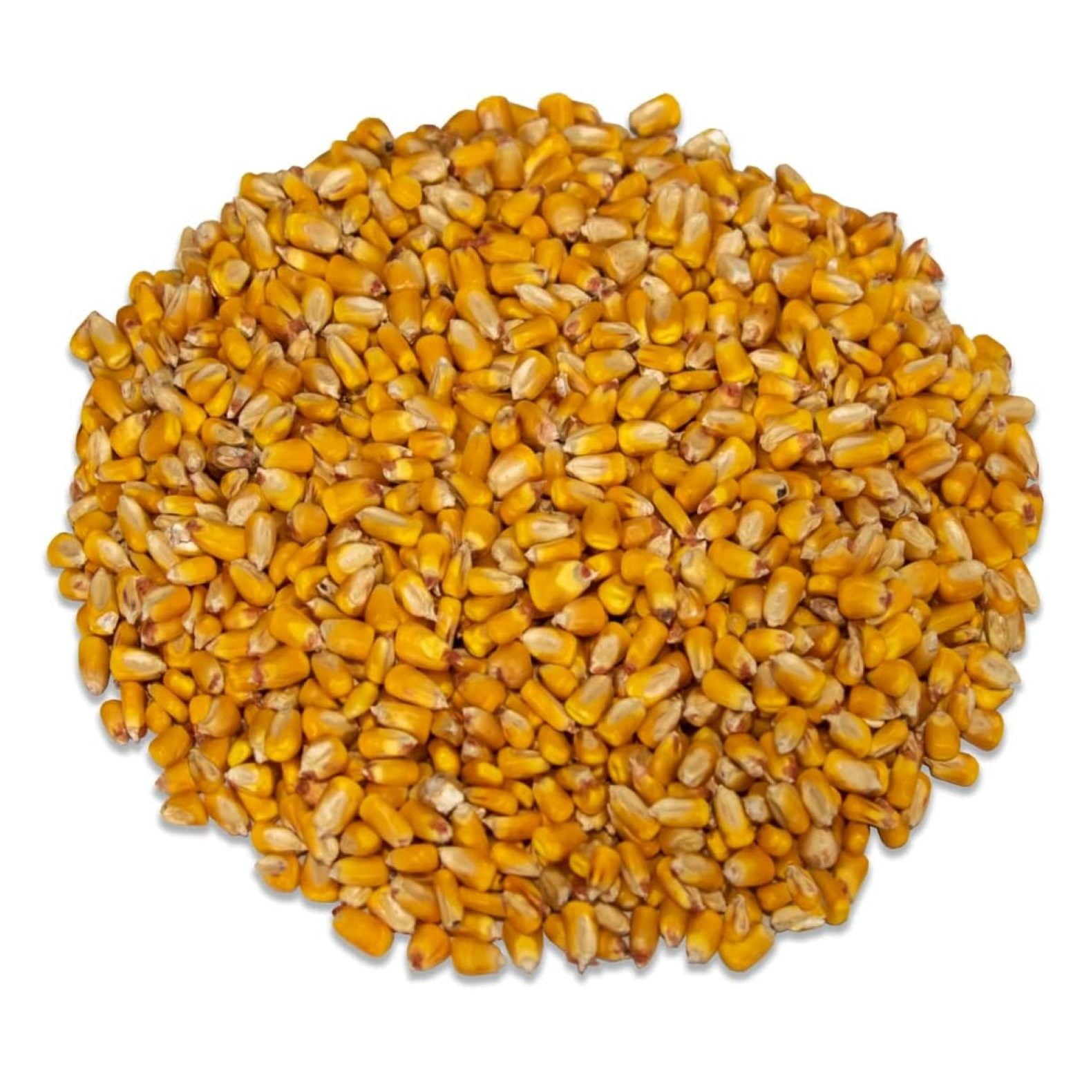 Liuyao Critter Corn Loose Shelled Corn for Wildlife 40 lbs Grown in