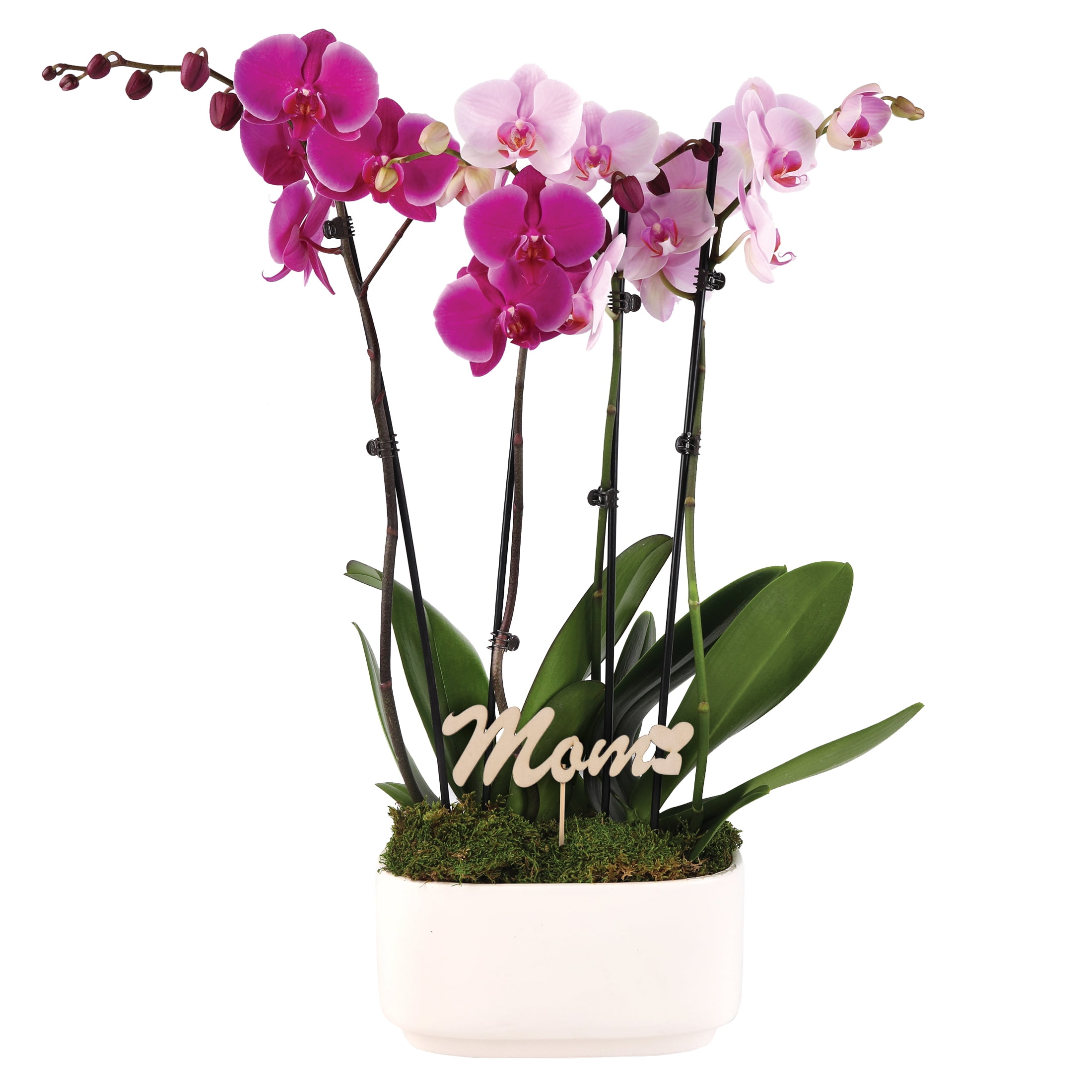 Live 10in Pink and Magenta Orchid Duo in White Pot with 'Mom' Pick
