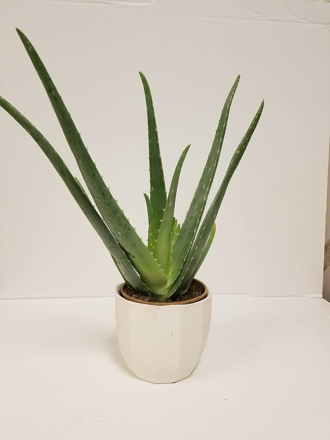 Aloe Vera Plants in Indoor Plants - Walmart.com