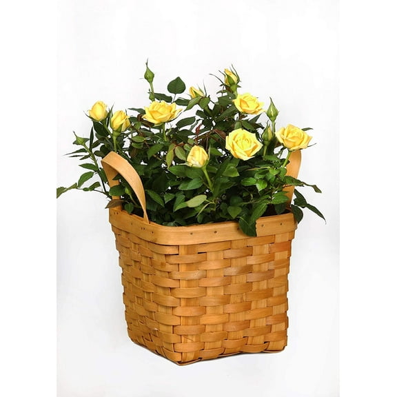 Live 4" Mini White Rose Bush in a 4" Square Wicker Gift Basket - 4 Inch Indoor Plant