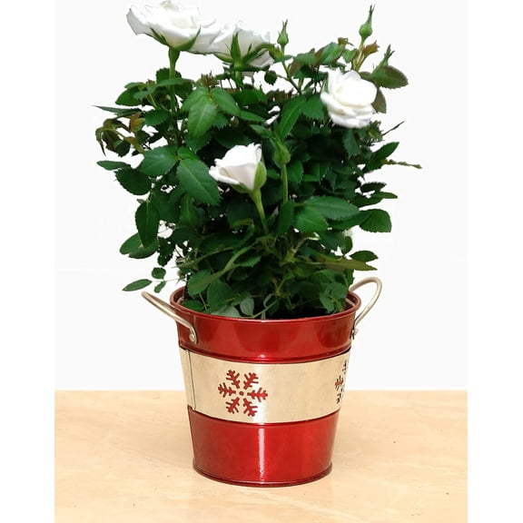 Live 4" Mini White Rose Bush with Red Holiday or Christmas Pot with Silver Snowflake - 4 Inch Indoor Plant