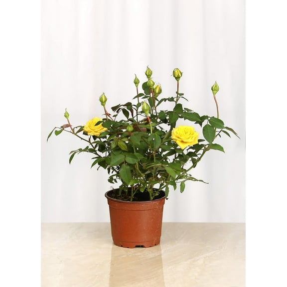 Live 4" Mini Yellow Rose Bush with a Plastic Grow Pot.
