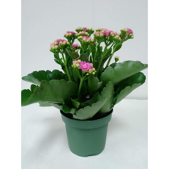 Live 4" Pink Kalanchoe with a 4" Plastic Grow Pot - 4 Inch Plant