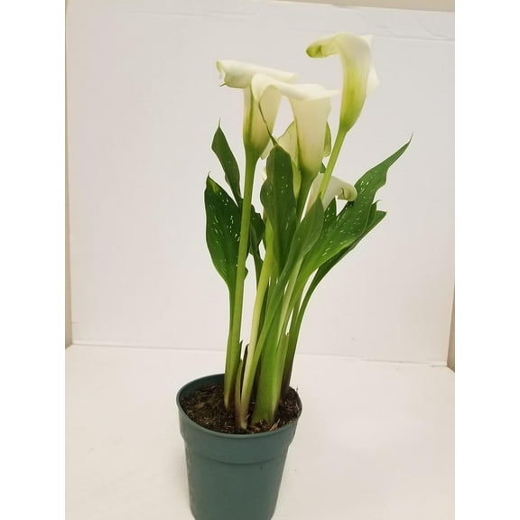 Live 4" White Calla Lily