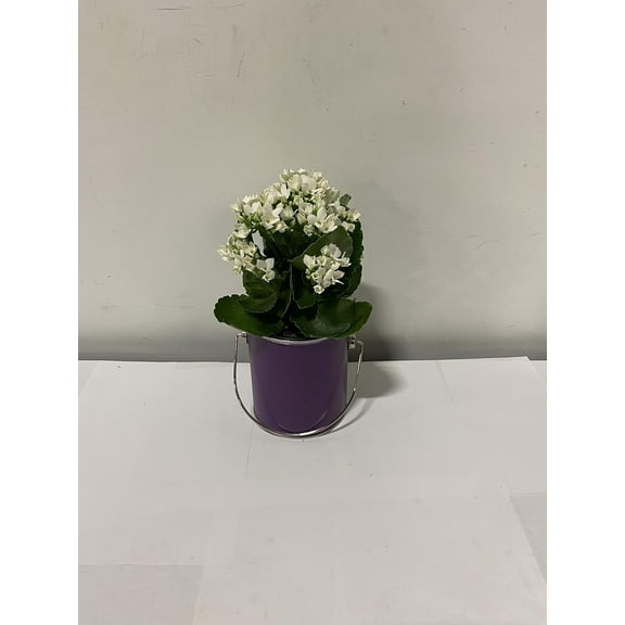Live 4" White Kalanchoe in 4" Purple Paint Can Gift Container